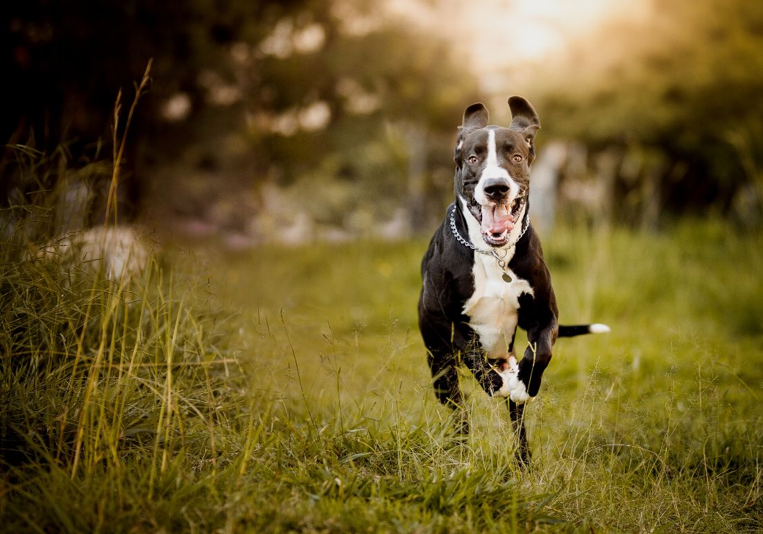 How Much Glucosamine Is Good for Dogs? A Must-Read For Pet Lovers